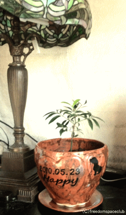 ペットのための家庭用樹木葬化粧鉢　お客様の声