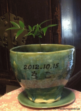 ペットのための家庭用樹木葬化粧鉢　お客様の声